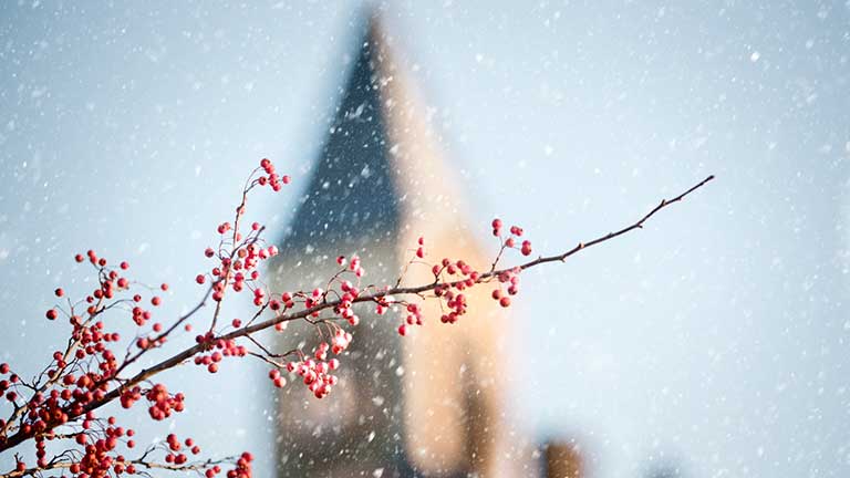 Red berries in focus as snow falls in front of McGraw tower