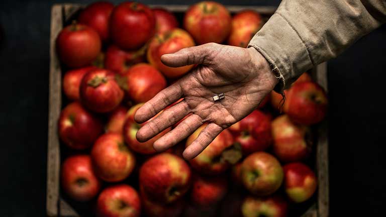 A dirt covered hand holds a microchip over a crate of apples